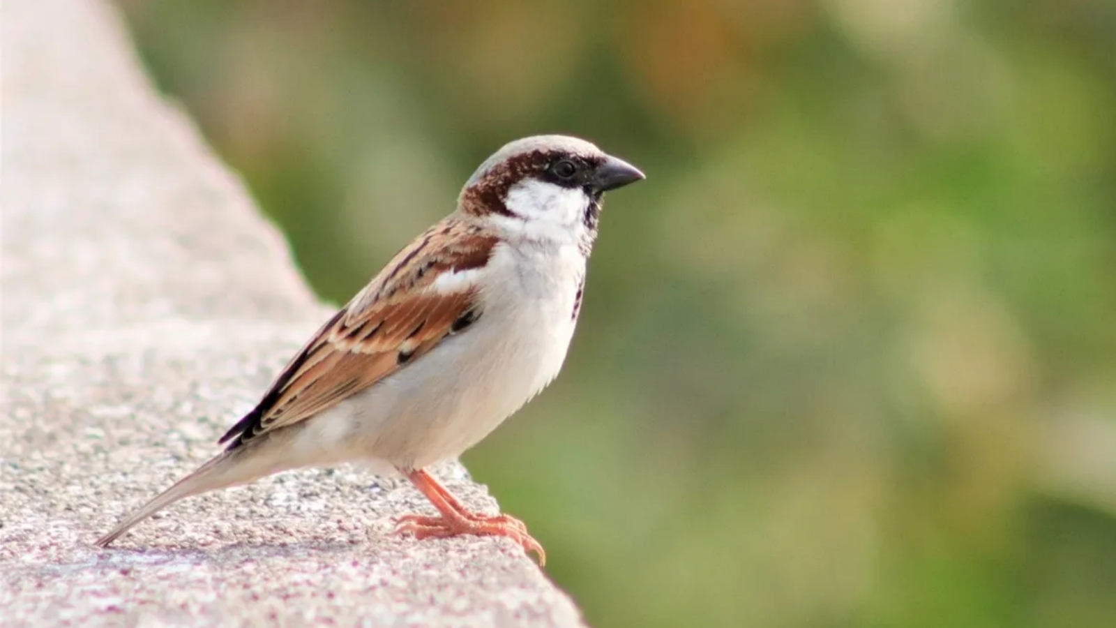 What is the connection between urbanisation and sparrows? - Vimarsana News