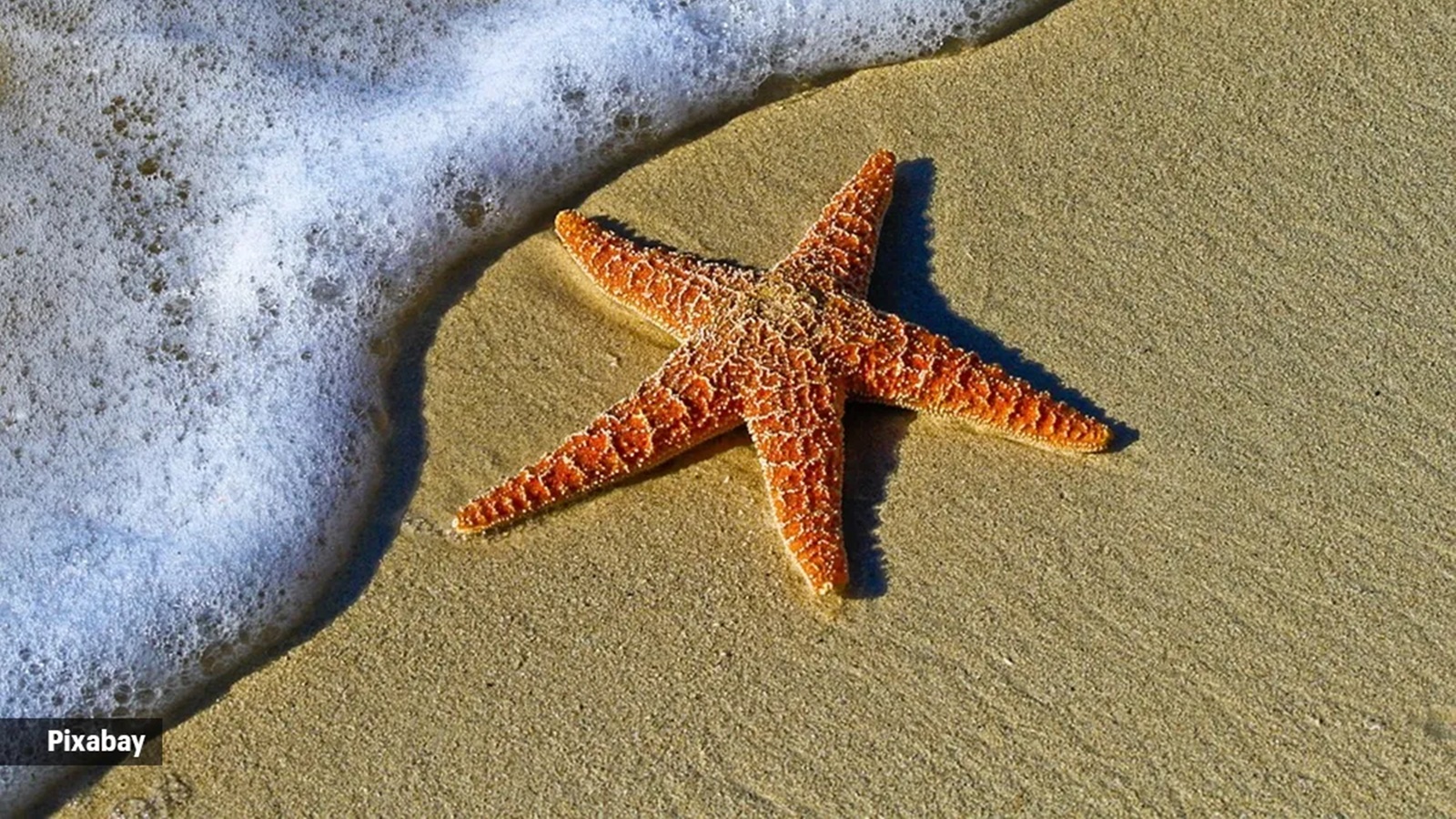 starfish breathing involves deep breathing and physical movement, mimicking the shape of a starfish 