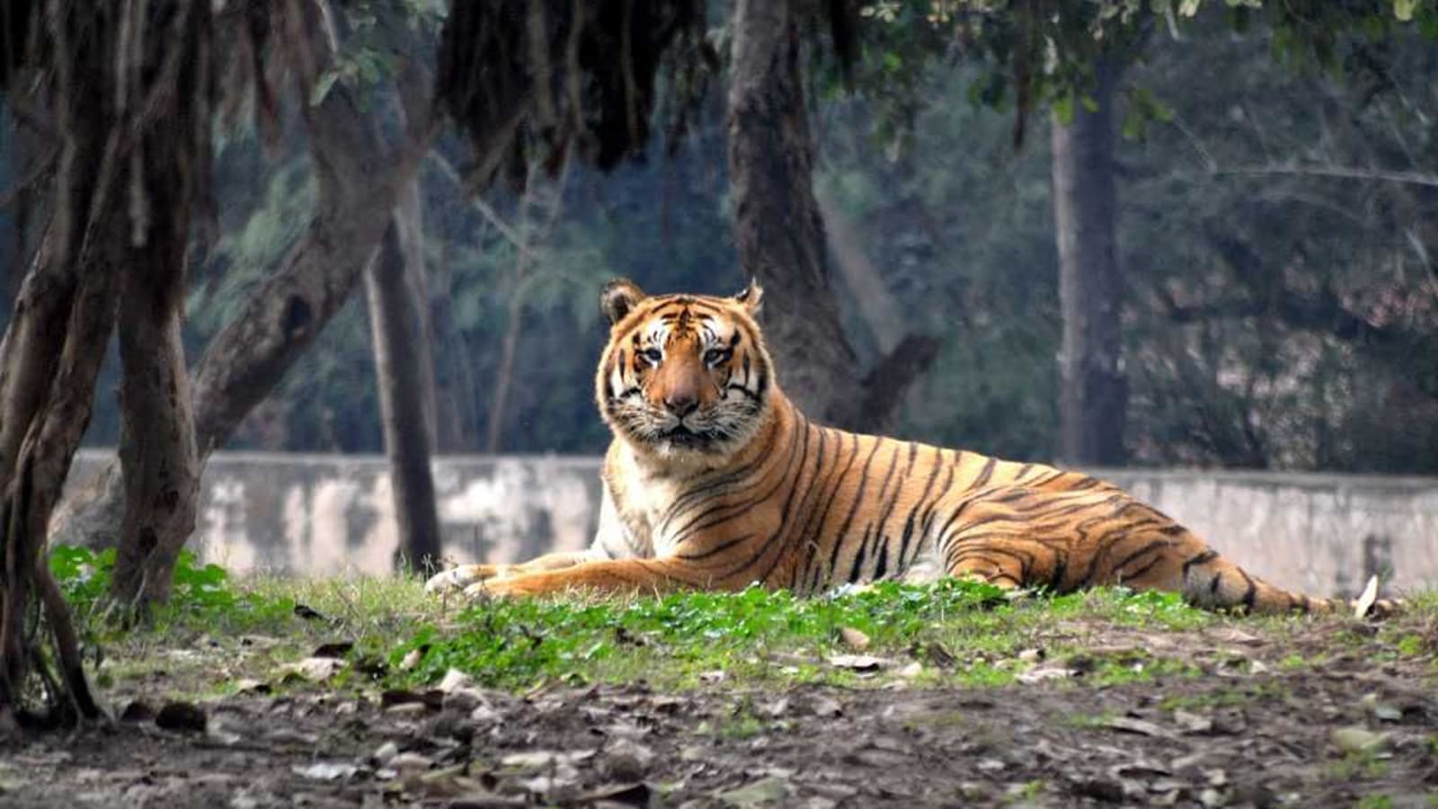 Man-eater tiger that killed 6 persons in Chandrapur forest circle ...