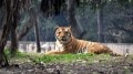 Man-eater tiger that killed 6 persons in Chandrapur forest circle captured after 2-month operation