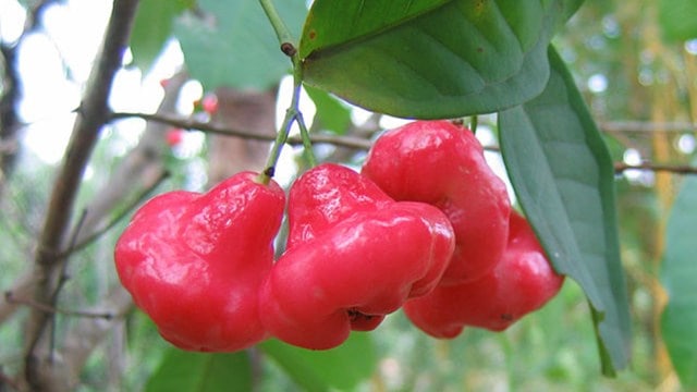 water rose apple