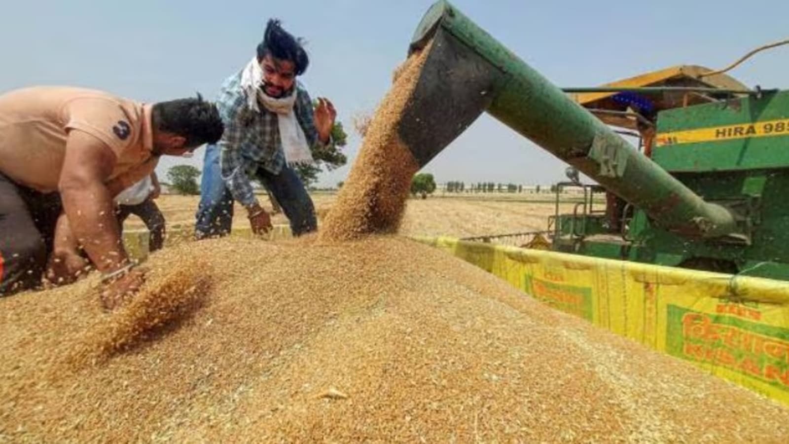 Untimely March rains notwithstanding, Punjab expecting bumper wheat ...