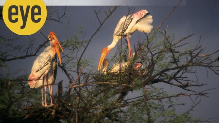 Among storks, whose young take longer to mature, both parents bring up the young in a cosy nuclear family