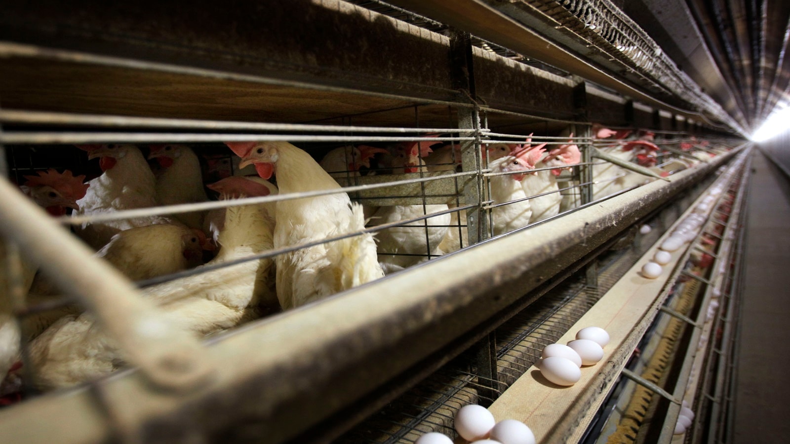 Farmers must kill 4.2 million chickens after bird flu hits Iowa egg