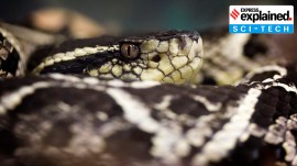 bothrops jararaca snake