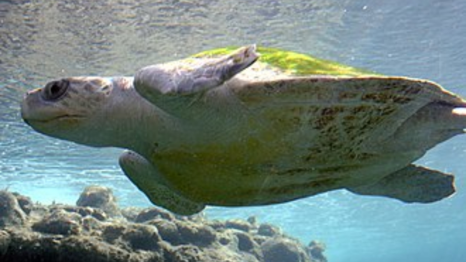 Goa nesting site, Panaji, Goa, wildlife conservation, Olive Ridley turtles, endangered turtles, Indian express news, current affairs