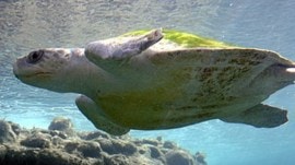 Goa nesting site, Panaji, Goa, wildlife conservation, Olive Ridley turtles, endangered turtles, Indian express news, current affairs