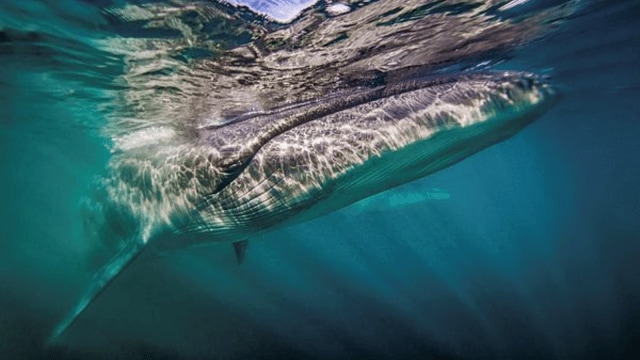 A whale makes a comeback off Argentina’s coast 100 years after ...