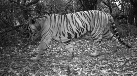 Maharashtra gears up for tiger translocation to Sahyadri reserve in bid to revive numbers