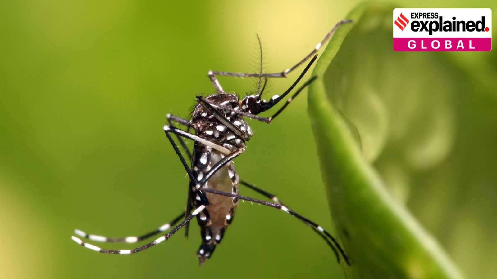 dengue