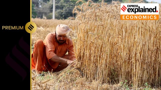 A farmer in Ludhiana, Punjab harvesting his wheat crop. (Express Photo by Gurmeet Singh/File)