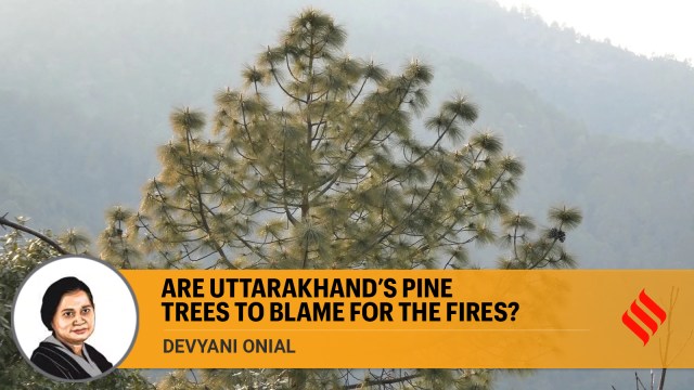 Uttarakhand pine trees, Uttarakhand fires