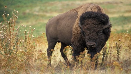bison, CO2 emissions, bison research,