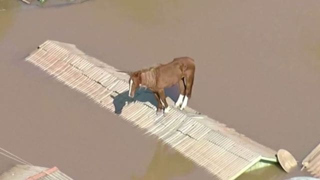 Southern Brazil flooding, Canoas horse rescue, Rio Grande do Sul flooding, Flood rescue operation, Brazil rooftop horse rescue,