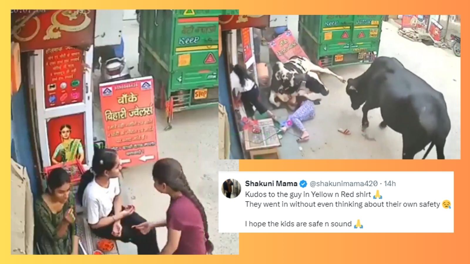 Watch: Fighting cows go on rampage in Delhi locality, leave girl ...