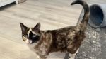 problem solving strategies daa cat