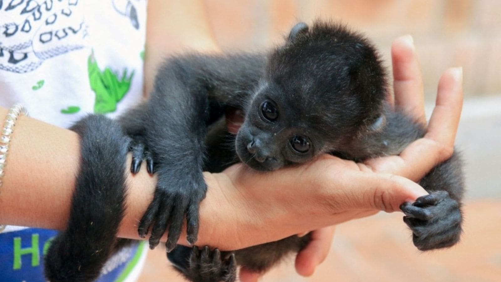 Dead monkeys are falling from trees amid brutal heat in Mexico | World ...