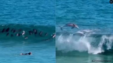 dolphins