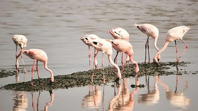 mangrove flamingoes Gujarat