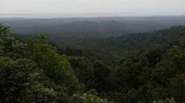 Over 50% mangrove ecosystem at risk of collapse.
