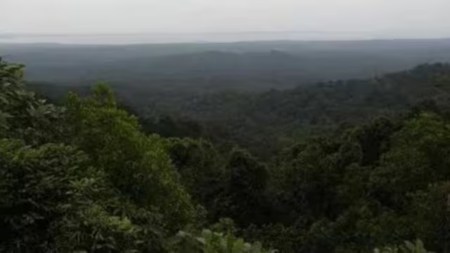 Over 50% mangrove ecosystem at risk of collapse.
