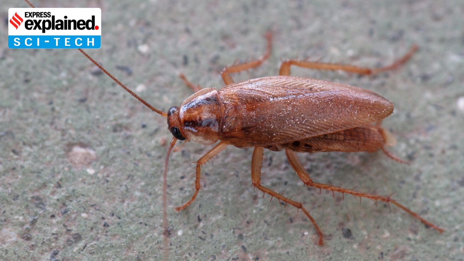 The Global Domination of the German Cockroach: An Explanation | Explained News