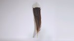 rare feather, Huia bird, extinct New Zealand Huia bird, most expensive feather in the world,