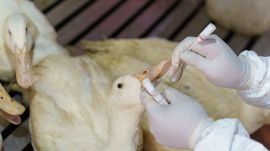 The Disease Detectives Trying to Keep the World Safe From Bird Flu