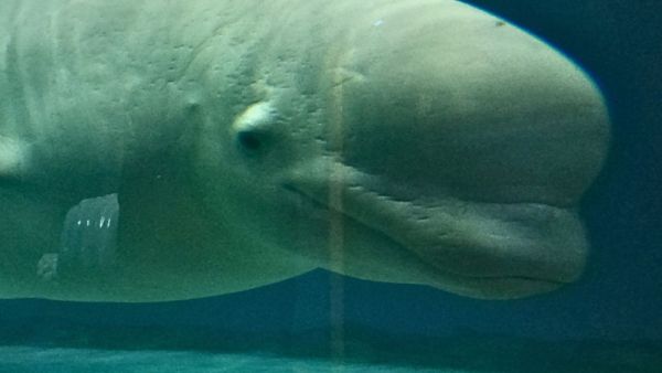 Beluga whale kept captivated
