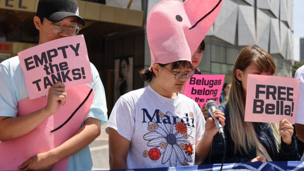 Beluga whale kept captivated