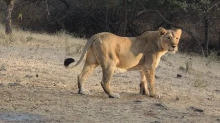 Asiatic lion, Jamnagar district, lioness, abandoned limestone mine,