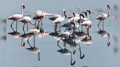 Navi Mumbai flamingos