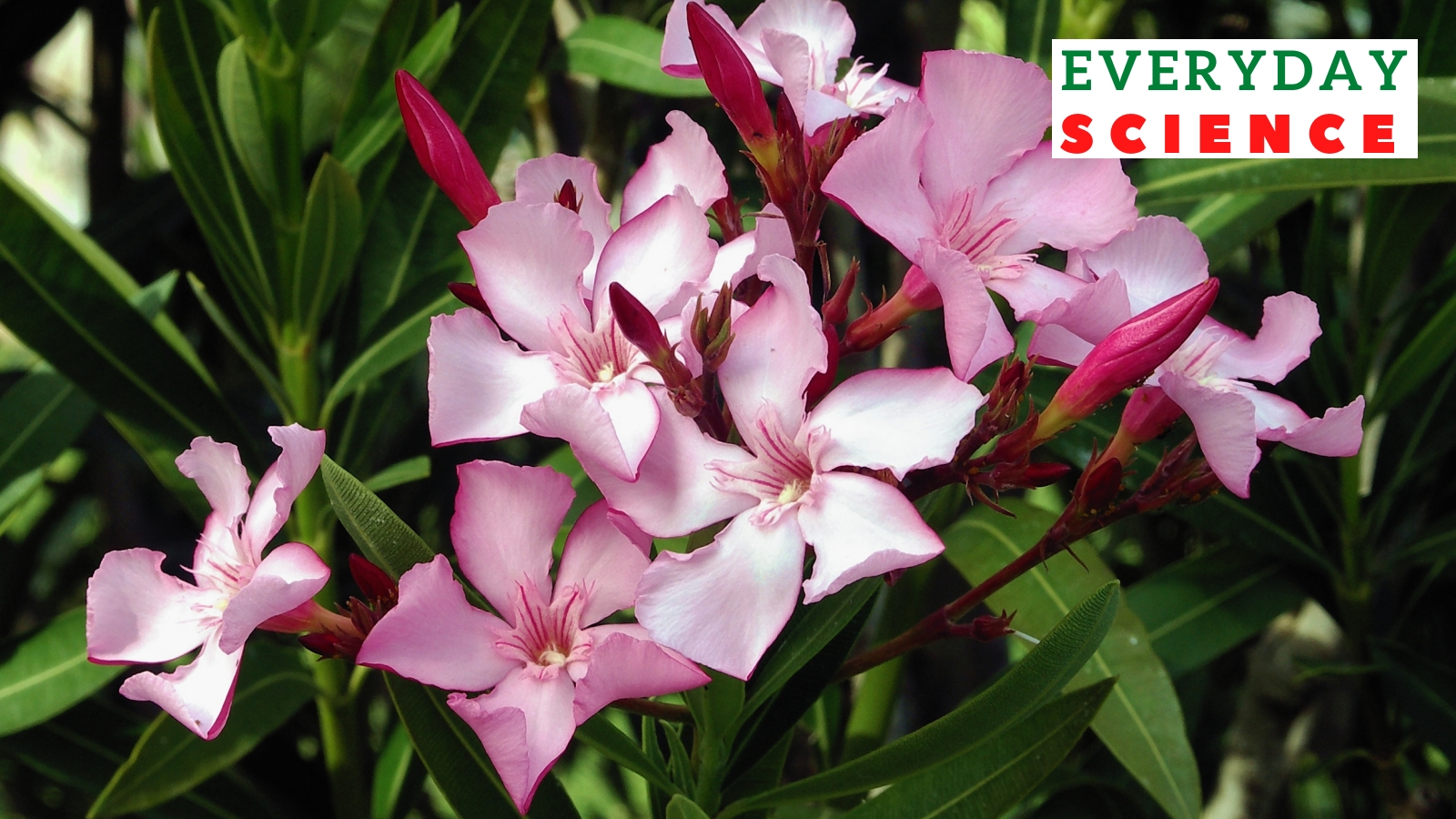 Kerala Bans Oleander Flowers in Temple Offerings After Accidental Poisoning