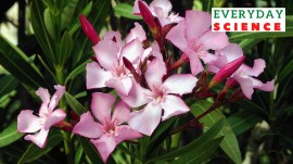 Nerium oleander