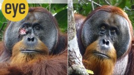 Orangutan