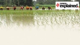basmati rice transplantation basmati rice transplantation