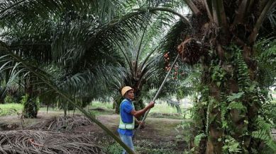 Orangutan Diplomacy, Malaysia Palm Oil Trade,