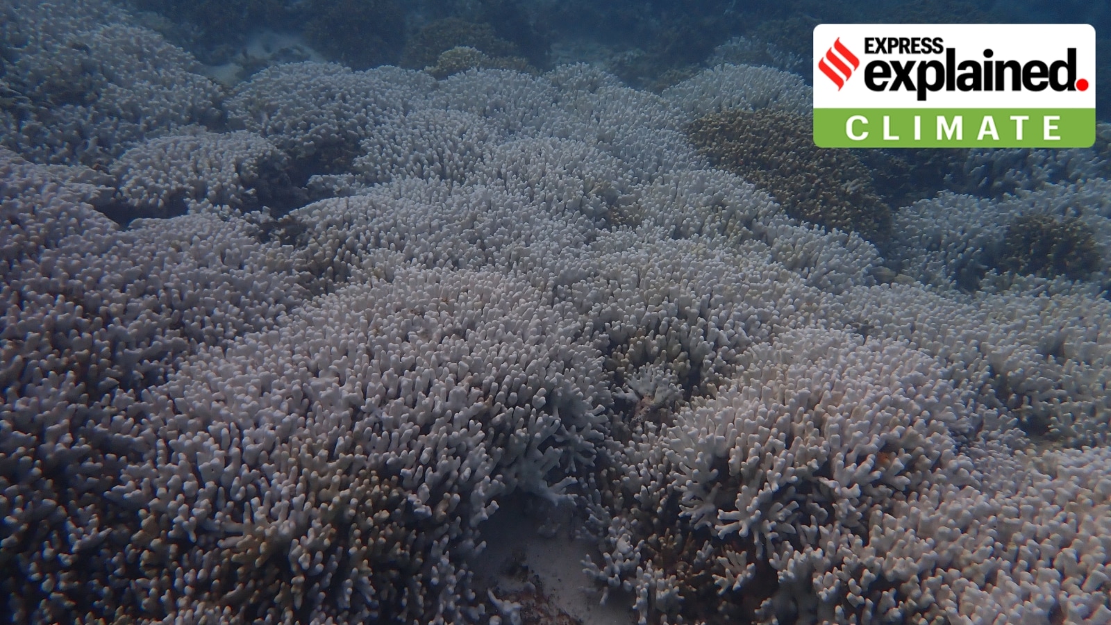 Why are Lakshadweep coral reefs undergoing severe bleaching?