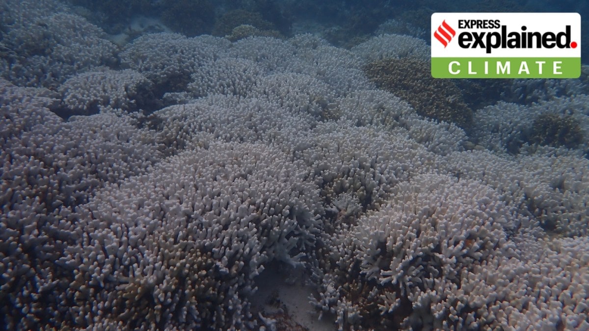 Bleached corals in Lakshadweep