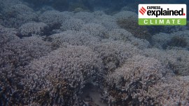 Bleached corals in Lakshadweep