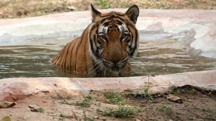 MAHARASHTRA tigers translocation, Sahyadri Tiger Reserve, Maharashtra forest department. Maharashtra tiger population, Tadoba-Andhari Tiger Reserve, maharashtra tiger reserve, maharashtra lone tiger reserve, indian express news