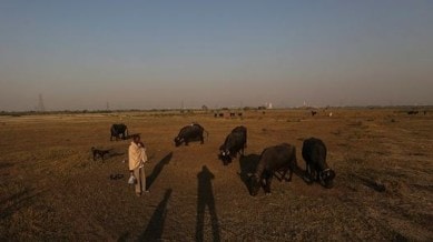 pastoralists