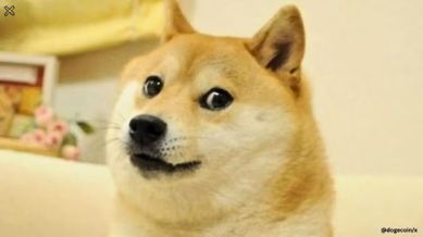 Doge meme