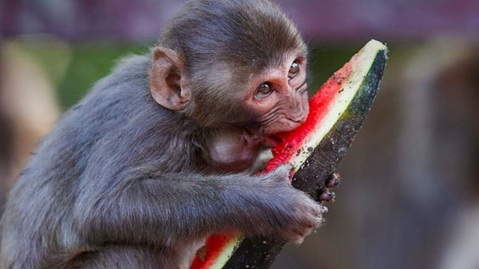 Plan to lock up wild monkeys in Thailand