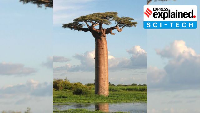 Adansonia grandidieri, a species of the baobab tree in Madagascar.