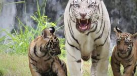 According to the World Wildlife Fund (WWF), conservationists in Cambodia declared tigers "functionally extinct" in 2016.
