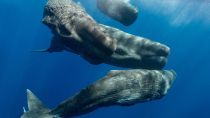 Scientists find an ‘alphabet’ in whale songs