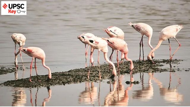 UPSC Key | 22nd May, 2024 — Flamingos, Para-diplomacy, UNCCD and more