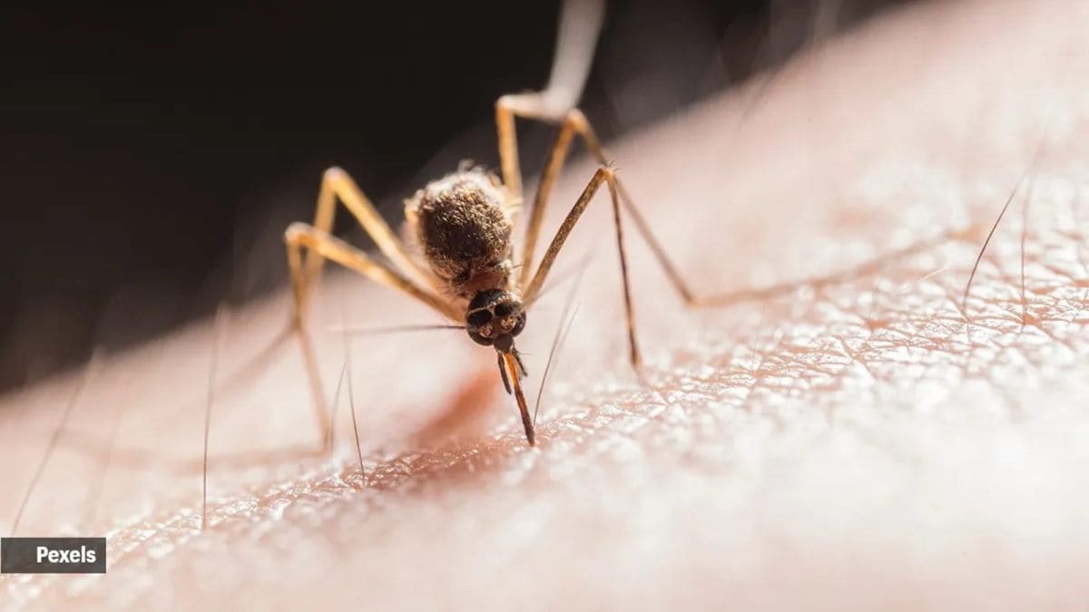 Kerala, West Nile fever, Thrissur, Malappuram,