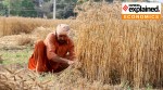 Punjab wheat farmer